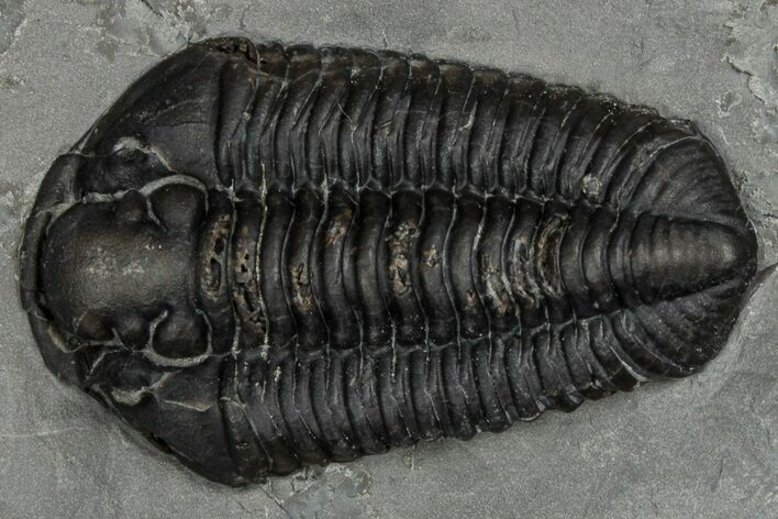 Calymene Niagarensis Trilobite Fossil - New York #357064